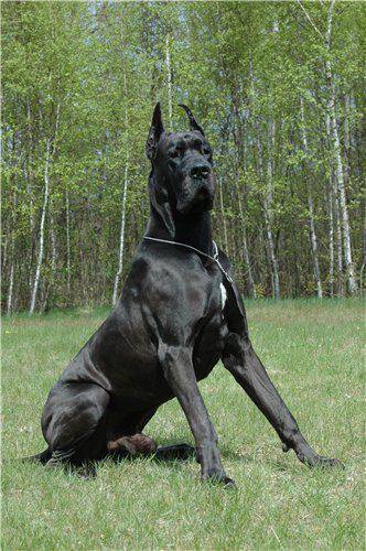 Dog Niemiecki 1