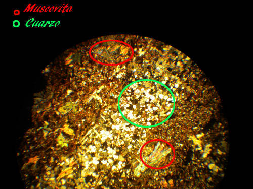 microscopio