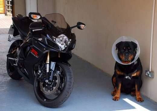 Psy na motocyklach 3