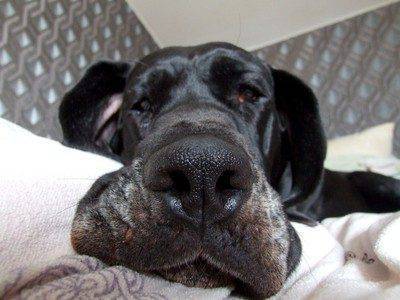 Dog Niemiecki 31