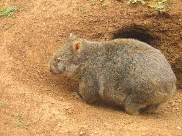 Wombat tasmański 11