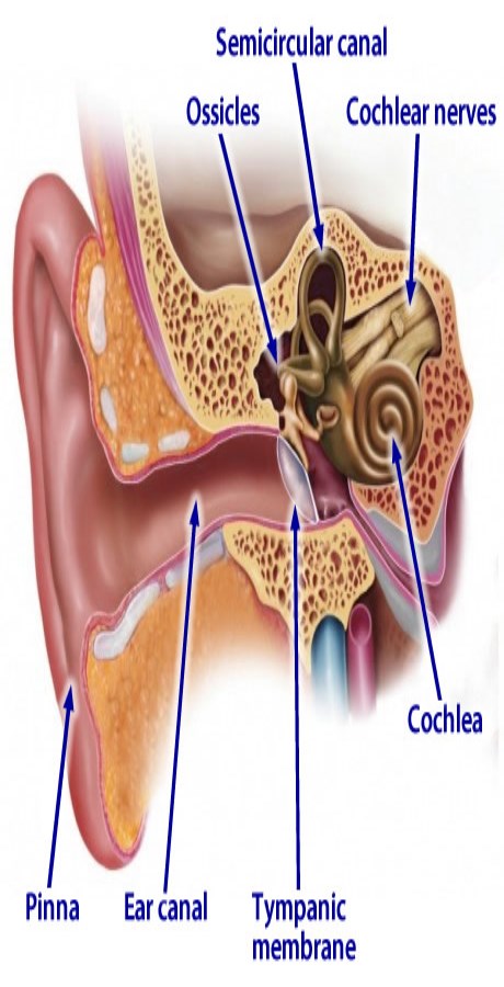 Holistic Tinnitus Treatment