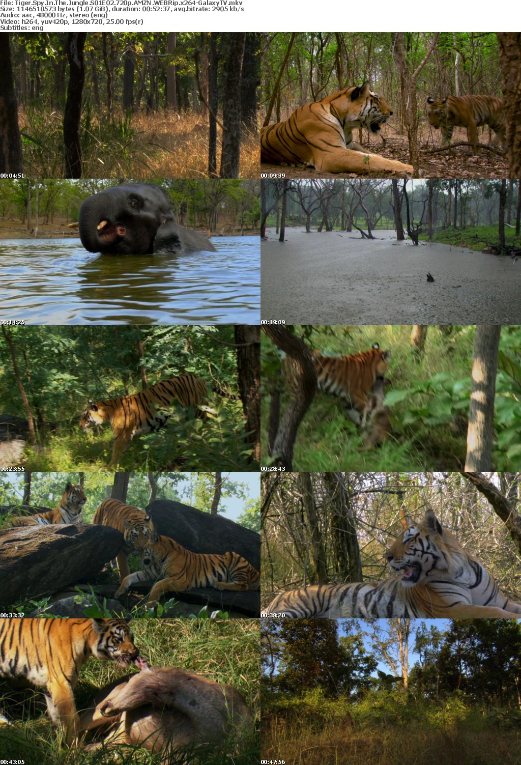 Tiger Spy In The Jungle S01 COMPLETE 720p AMZN WEBRip x264-GalaxyTV