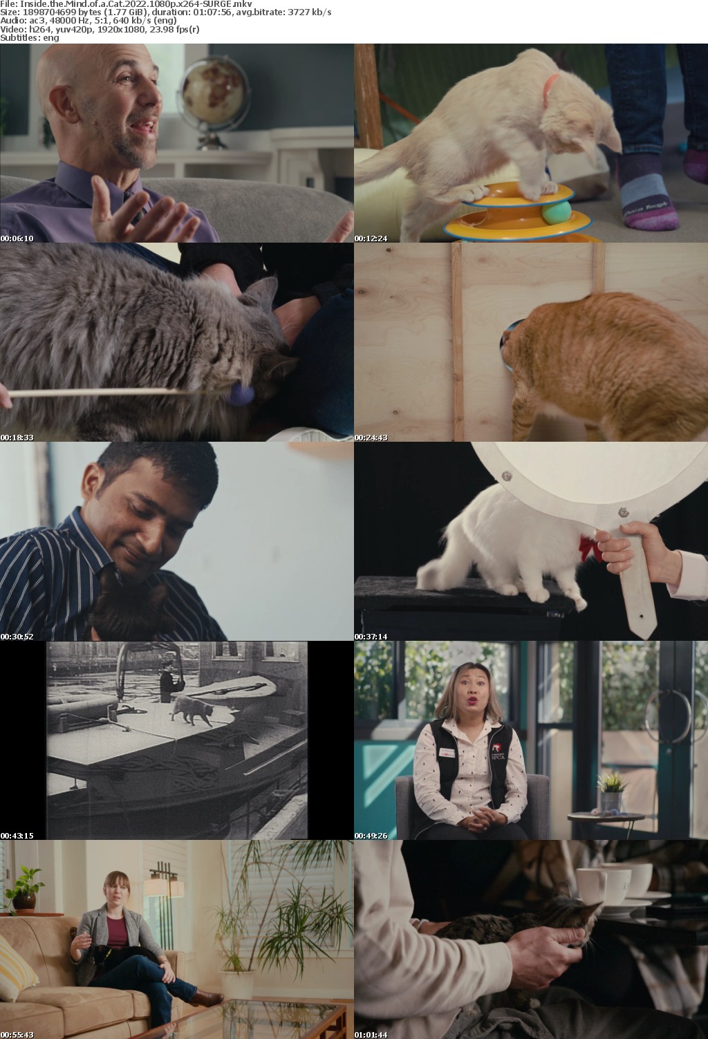Inside the Mind of a Cat 2022 1080p x264-SURGE
