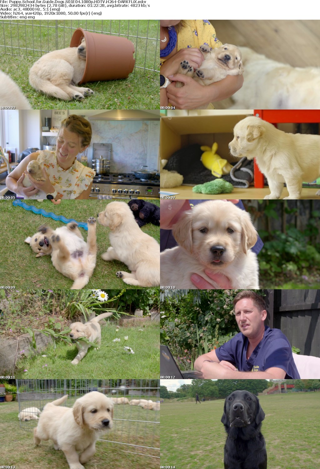 Puppy School for Guide Dogs S01E04 1080p HDTV H264-DARKFLiX
